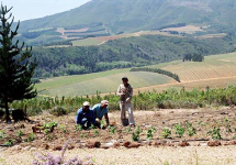 Planting young raspberry bushes with a view onto the Stellenbosch Winelands