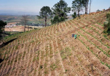 Planting young raspberry bushes on a steep slope