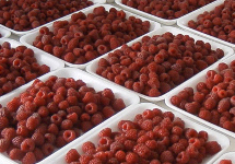 Fresh raspberries