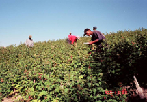Protea Hill Farm raspberry plantations